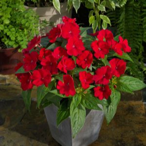 Sun Patiens